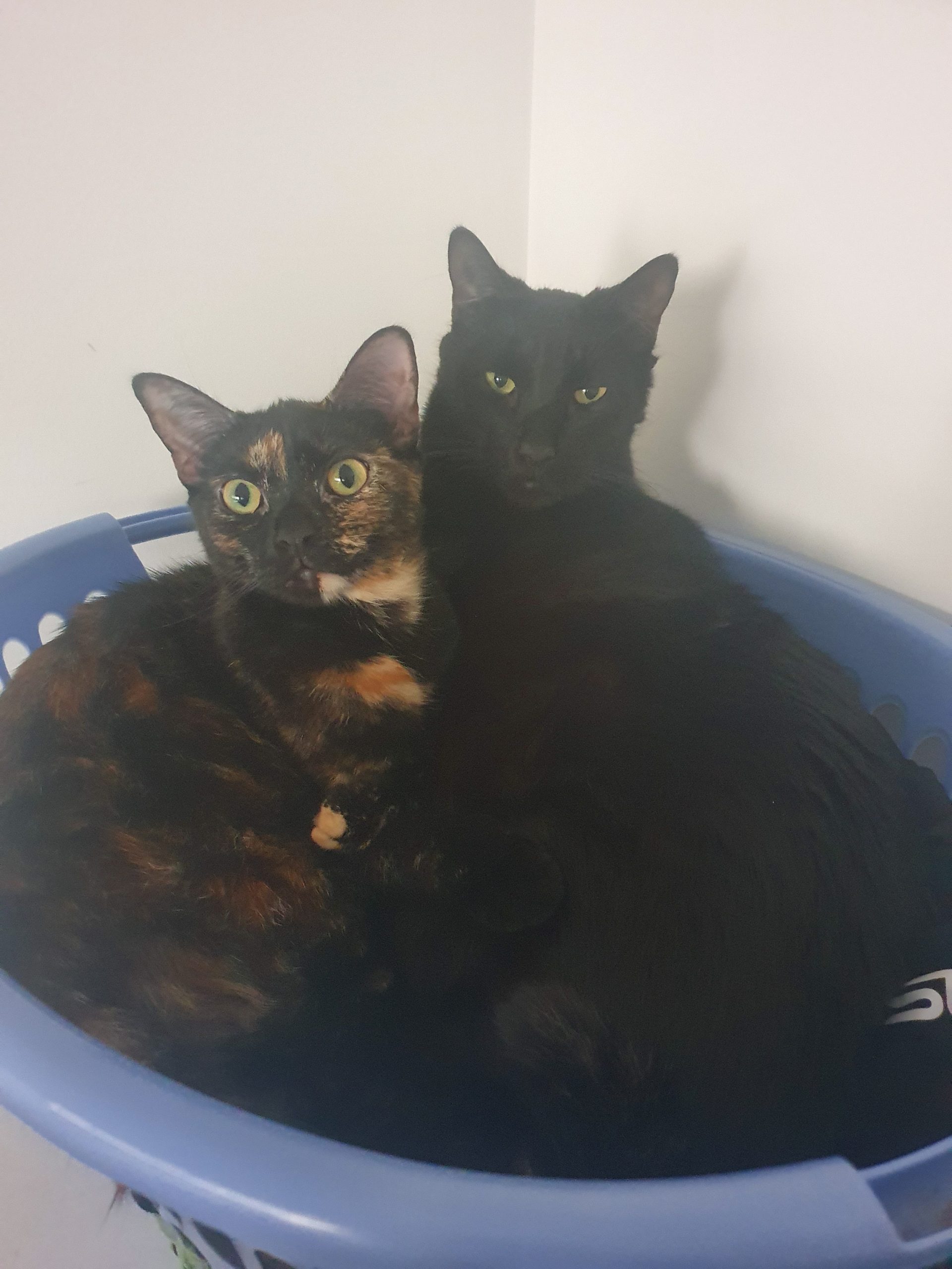 The Story of Barbar and Billie: How Two Cats Changed My Life